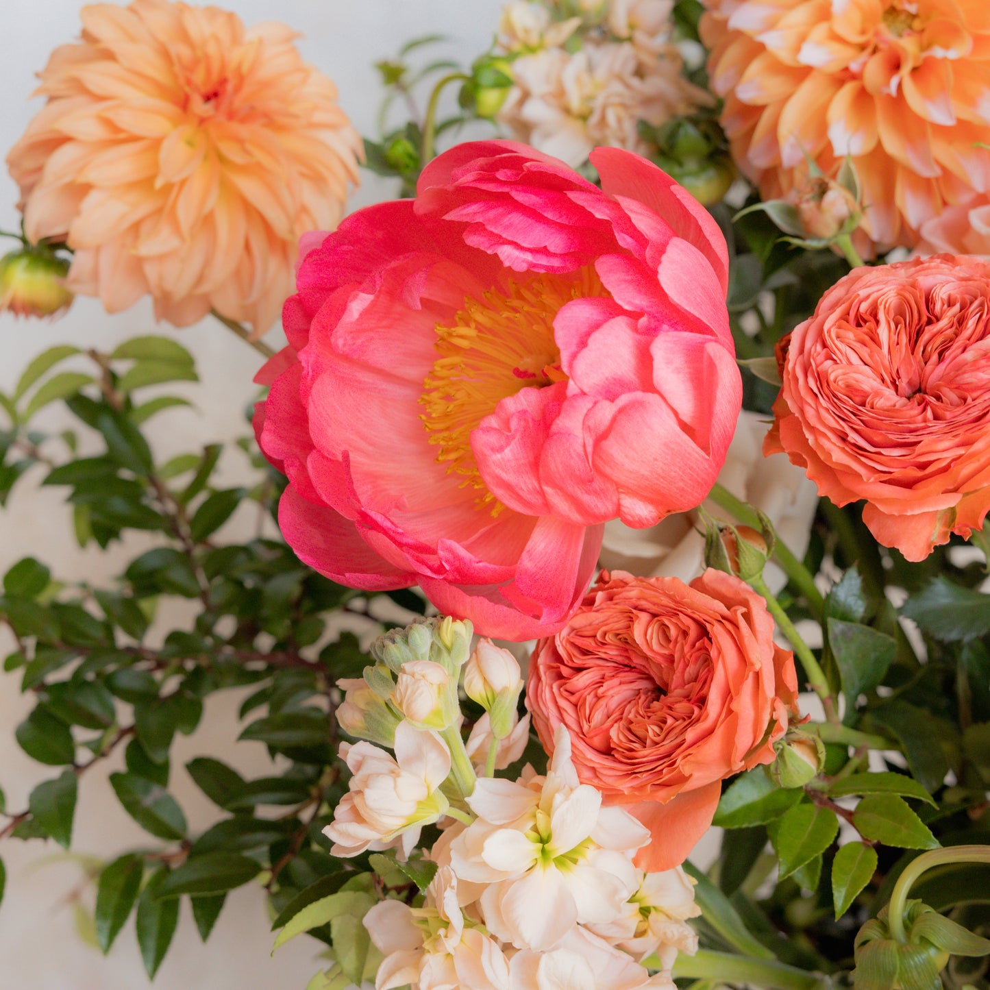 Accent Floral - Vibrant Sorbet